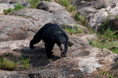 Sloth bear or Melursus ursinus feeding at the Slot Bear sanctuary near Hampi in Karnataka, India