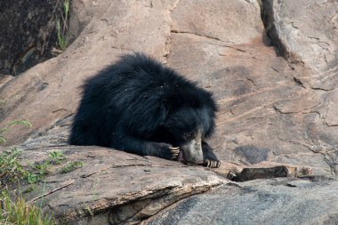 Sloth bear or Melursus ursinus feeding at the Slot Bear sanctuary near Hampi in Karnataka, India