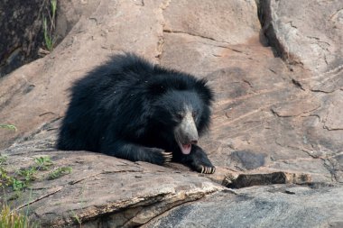 Sloth bear or Melursus ursinus feeding at the Slot Bear sanctuary near Hampi in Karnataka, India