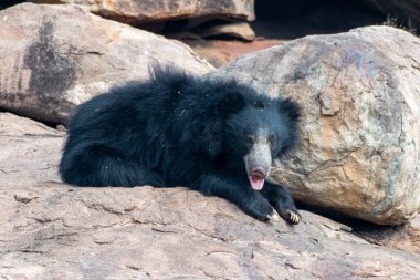 Sloth bear or Melursus ursinus feeding at the Slot Bear sanctuary near Hampi in Karnataka, India