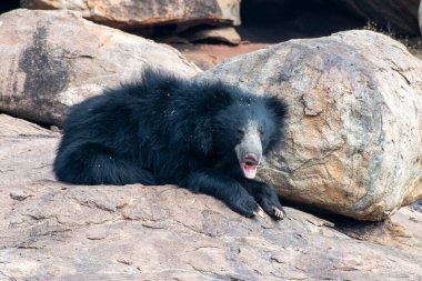 Sloth bear or Melursus ursinus feeding at the Slot Bear sanctuary near Hampi in Karnataka, India