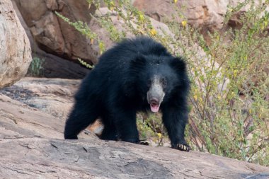 Sloth bear or Melursus ursinus feeding at the Slot Bear sanctuary near Hampi in Karnataka, India