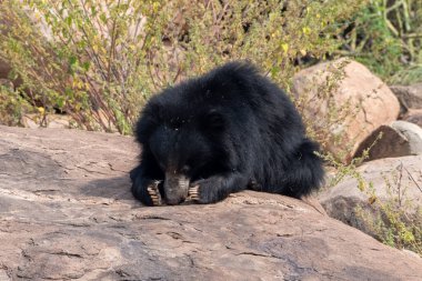 Sloth bear or Melursus ursinus feeding at the Slot Bear sanctuary near Hampi in Karnataka, India