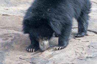 Sloth bear or Melursus ursinus feeding at the Slot Bear sanctuary near Hampi in Karnataka, India