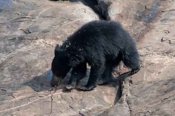 Sloth bear or Melursus ursinus feeding at the Slot Bear sanctuary near Hampi in Karnataka, India