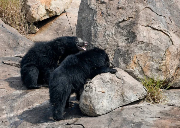 Sloth bear or Melursus ursinus feeding at the Slot Bear sanctuary near Hampi in Karnataka, India