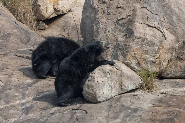 Sloth bear or Melursus ursinus feeding at the Slot Bear sanctuary near Hampi in Karnataka, India