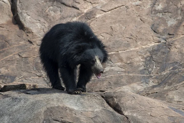 Sloth bear or Melursus ursinus feeding at the Slot Bear sanctuary near Hampi in Karnataka, India