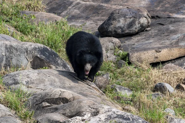 Sloth bear or Melursus ursinus feeding at the Slot Bear sanctuary near Hampi in Karnataka, India