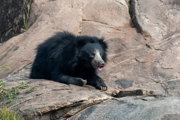 Sloth bear or Melursus ursinus feeding at the Slot Bear sanctuary near Hampi in Karnataka, India