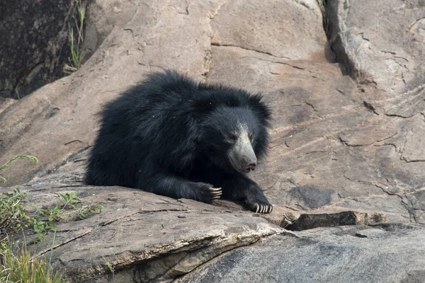 Sloth bear or Melursus ursinus feeding at the Slot Bear sanctuary near Hampi in Karnataka, India