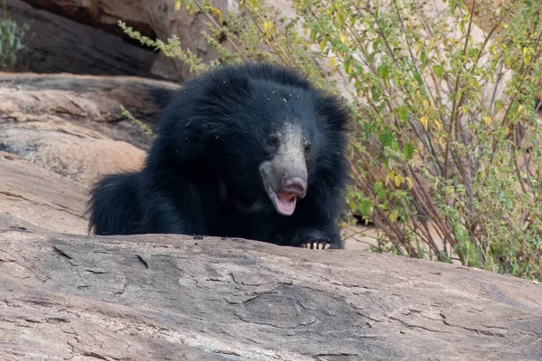 Sloth bear or Melursus ursinus feeding at the Slot Bear sanctuary near Hampi in Karnataka, India