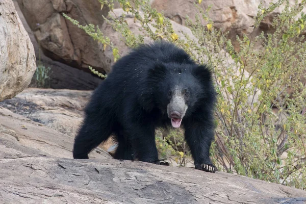 Sloth bear or Melursus ursinus feeding at the Slot Bear sanctuary near Hampi in Karnataka, India