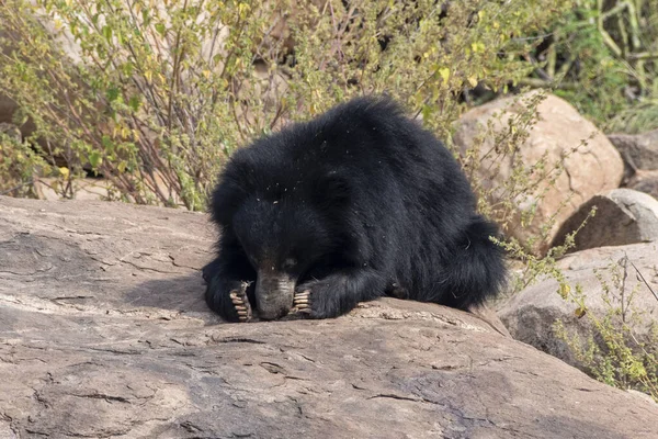 Sloth bear or Melursus ursinus feeding at the Slot Bear sanctuary near Hampi in Karnataka, India