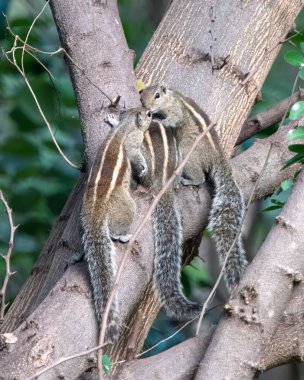 Indian palm squirrel or three-striped palm squirrel (Funambulus palmarum) observed in Hampi in Karnataka, India