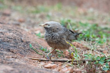 Yellow-billed babbler (Argya affinis) observed in Hampi in Karnataka, India