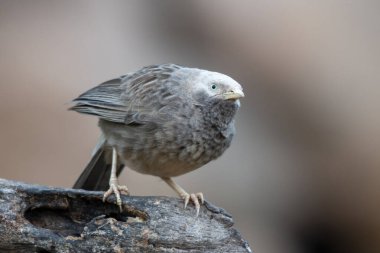 Yellow-billed babbler (Argya affinis) observed in Hampi in Karnataka, India