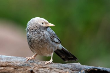 Yellow-billed babbler (Argya affinis) observed in Hampi in Karnataka, India