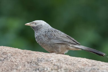 Yellow-billed babbler (Argya affinis) observed in Hampi in Karnataka, India