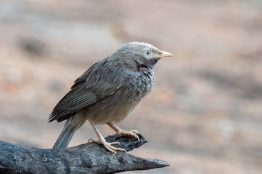 Yellow-billed babbler (Argya affinis) observed in Hampi in Karnataka, India
