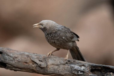 Yellow-billed babbler (Argya affinis) observed in Hampi in Karnataka, India