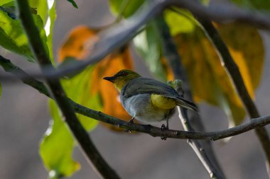 Yellow-throated bulbul (Pycnonotus xantholaemus) an endemic specie of southern India, observed in Hampi in Karnataka