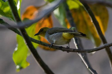 Yellow-throated bulbul (Pycnonotus xantholaemus) an endemic specie of southern India, observed in Hampi in Karnataka