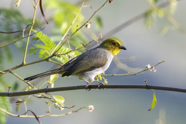 Yellow-throated bulbul (Pycnonotus xantholaemus) an endemic specie of southern India, observed in Hampi in Karnataka