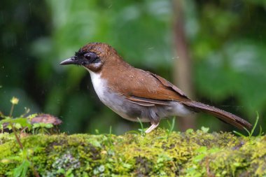Darjeeling, Batı Bengal, Hindistan 'da yiyecek arayan gri yüzlü ardıç kuşu.