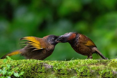 Kestane tacı takmış gülen ardıç kuşu yavrusunu Darjeeling, Batı Bengal, Hindistan 'da besliyor.