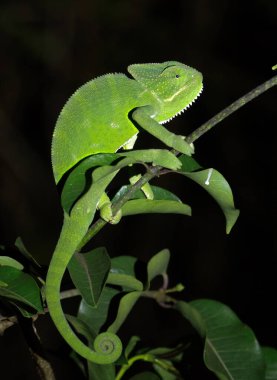 Bhigwan, Maharashtra, Hindistan 'da yeşil renkli bukalemun.