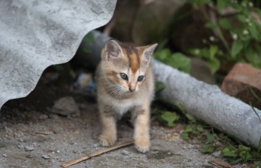 Cute playful kitten looking away outdoors