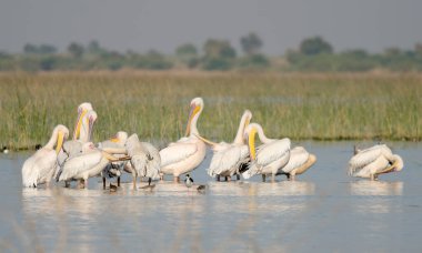 Suda beyaz pelikan grubu