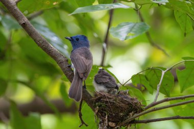 Yavrularını besleyen siyah peçeli dişi bir hükümdar.