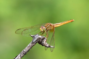Kırmızı Skimmer Yusufçuk Kutch, Gujarat 'ta fotoğraflandı.