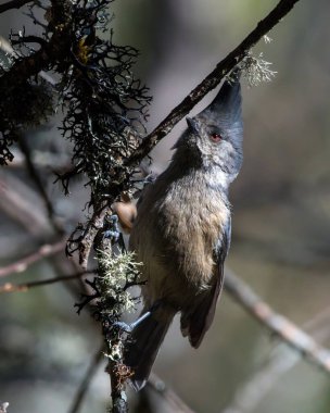 grey-crested tit (Lophophanes dichrous) photographed in North Sikkim, India