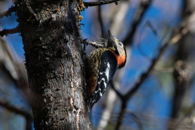 Woodpecker bird on a tree branch