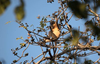 Langur 'u doğada hakladık, Assam.