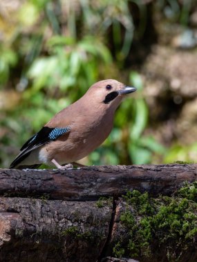 Avrasyalı Jay, Chopta, Uttarakhand, Hindistan 'da çekilmiş.