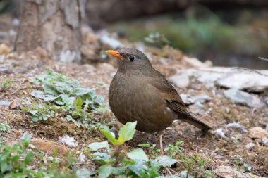 Dişi Gri Kanatlı Karatavuk Sattal, Hindistan 'da fotoğraflandı.