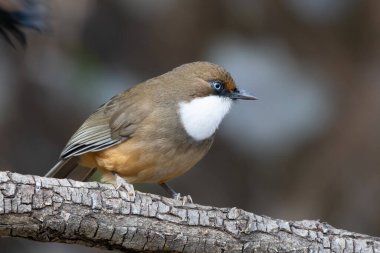 Beyaz boğazlı ardıç kuşu Sattal, Hindistan 'da fotoğraflandı.