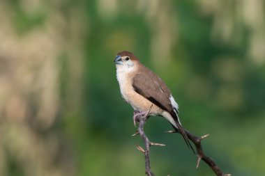 Doğadaki güzel kuşun manzarası