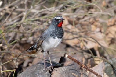 Beyaz kuyruklu boğaz Sattal 'da fotoğraflandı.