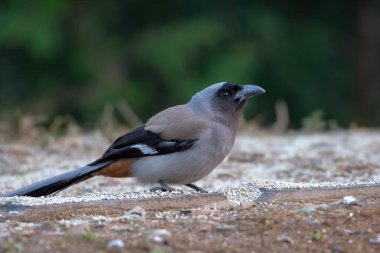 Grey Treepie Sattal, Hindistan 'da çekildi.