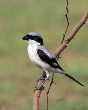 Büyük gri örümcekkuşu Hindistan, Rajasthan, Shokaliya 'da bir dala tünedi.