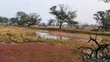 Marshy landscape of Keoladeo National Park
