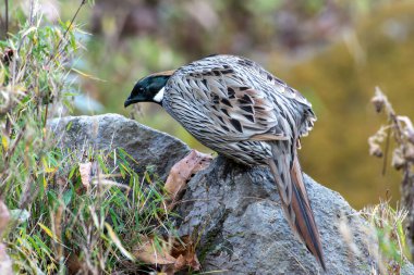Koklass Pheasant, Uttarakhand, Hindistan 'da Chopta' da çekildi.
