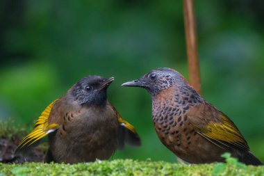 Kestane tacı takmış gülen ardıç kuşu yavrusunu Darjeeling, Batı Bengal, Hindistan 'da besliyor.