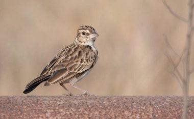 Hindistan 'ın Bhigwan, Maharashtra, Hindistan' daki Bushlark kasabasına yakın.