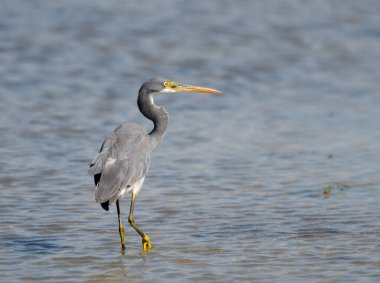 Batı Resifi Akbalıkçıl